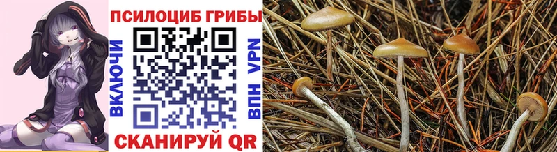 где продают   Шуя  Галлюциногенные грибы Magic Shrooms 